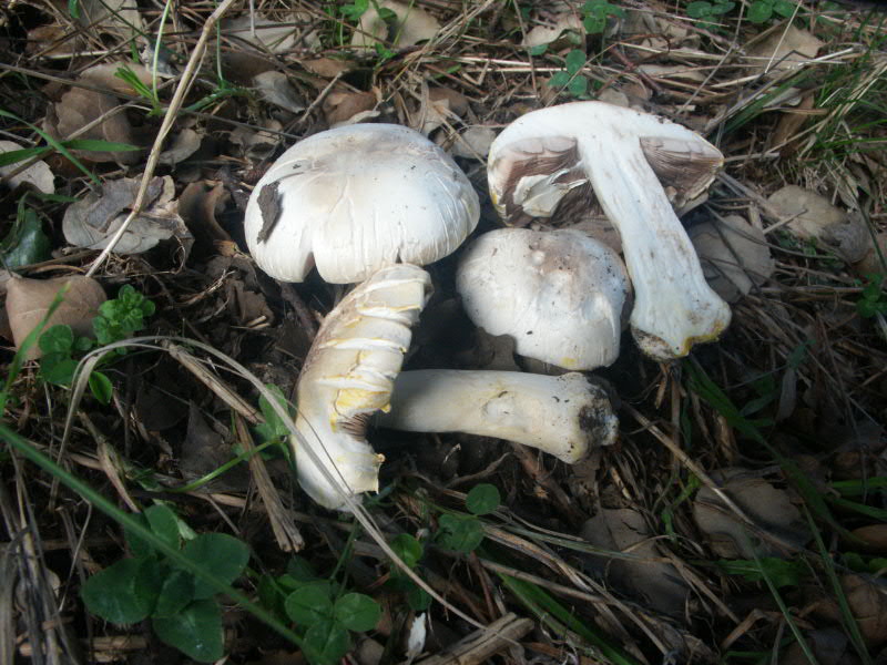 2 dic. Bosco Ficuzza